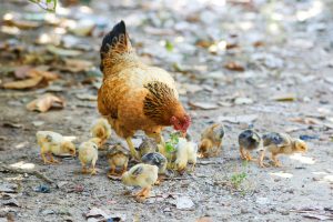 Chicken surrounded by chicks pecking at the ground